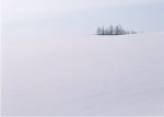 雪地树木