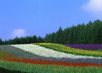 花田