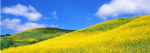 山坡油菜花