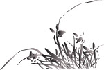 兰花