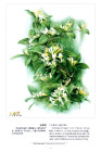曾孝濂《中国云南百花图》（97幅）