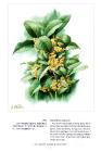 曾孝濂《中国云南百花图》（97幅）