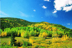 山林