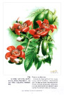 曾孝濂《中国云南百花图》（97幅）