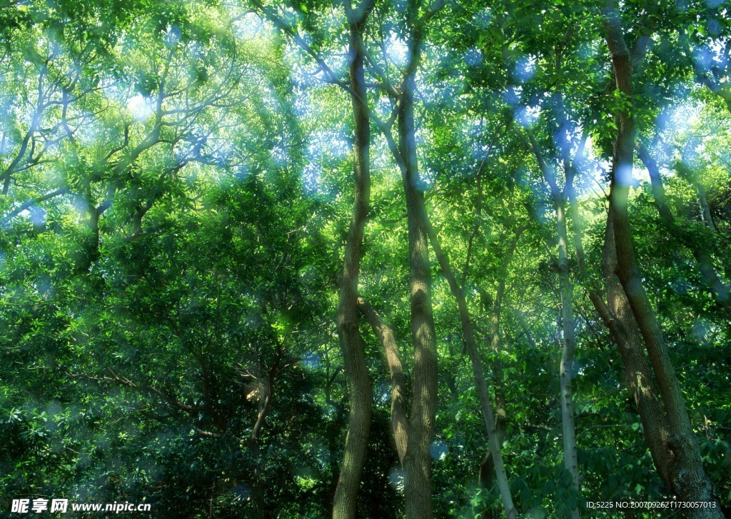 夏日绿叶