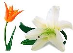 超级写实的郁金香与百合花矢量素材