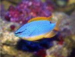 斐济蓝魔鬼雀鲷