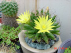 cactus 仙人掌