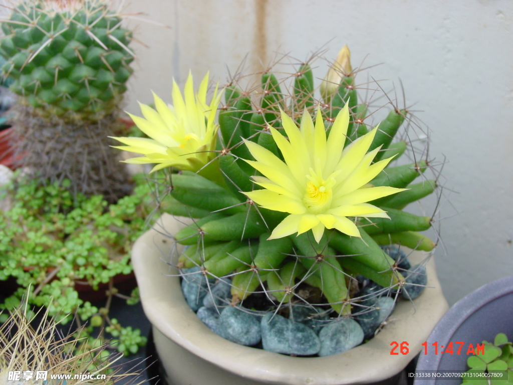 cactus 仙人掌