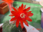 cactus 仙人掌