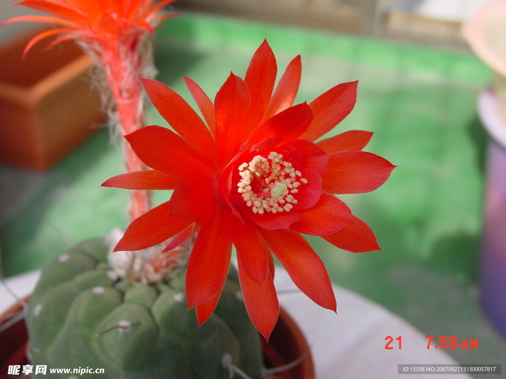 cactus 仙人掌