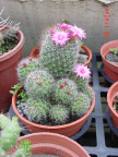 cactus 仙人掌