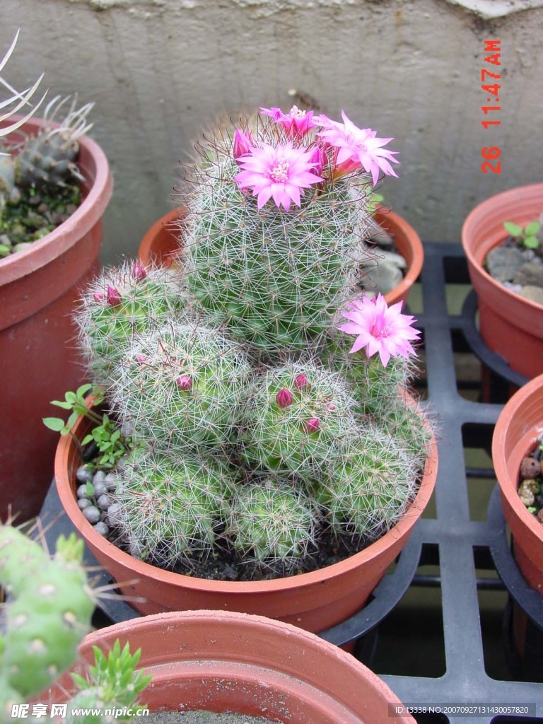 cactus 仙人掌