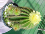 cactus 仙人掌
