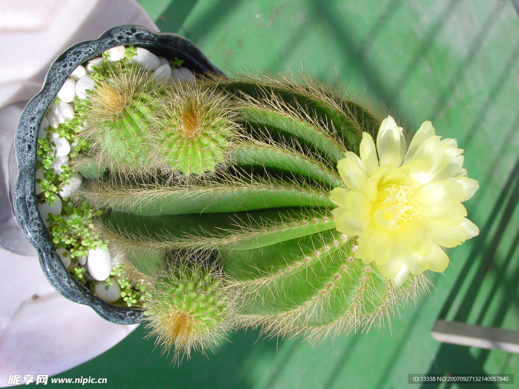 cactus 仙人掌