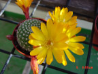 cactus 仙人掌