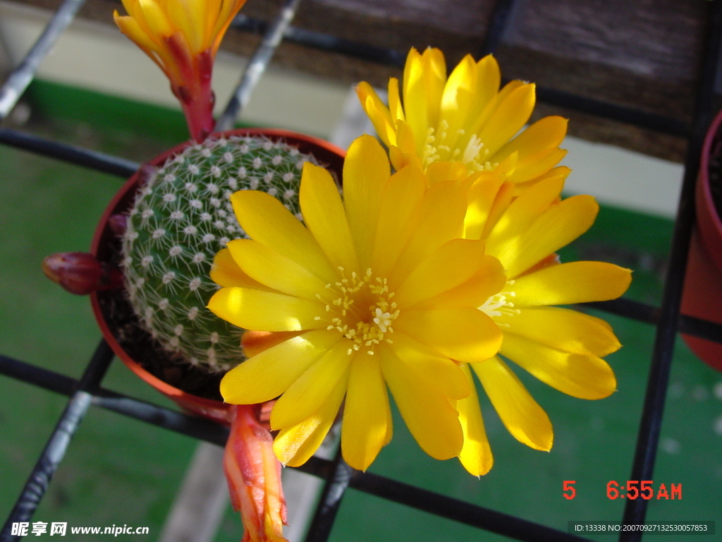 cactus 仙人掌