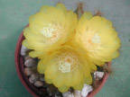 cactus 仙人掌