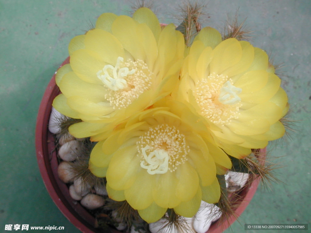cactus 仙人掌