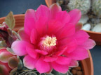 cactus 仙人掌