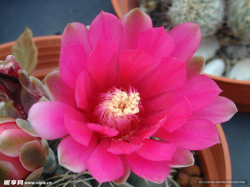 cactus 仙人掌
