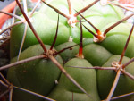 cactus 仙人掌