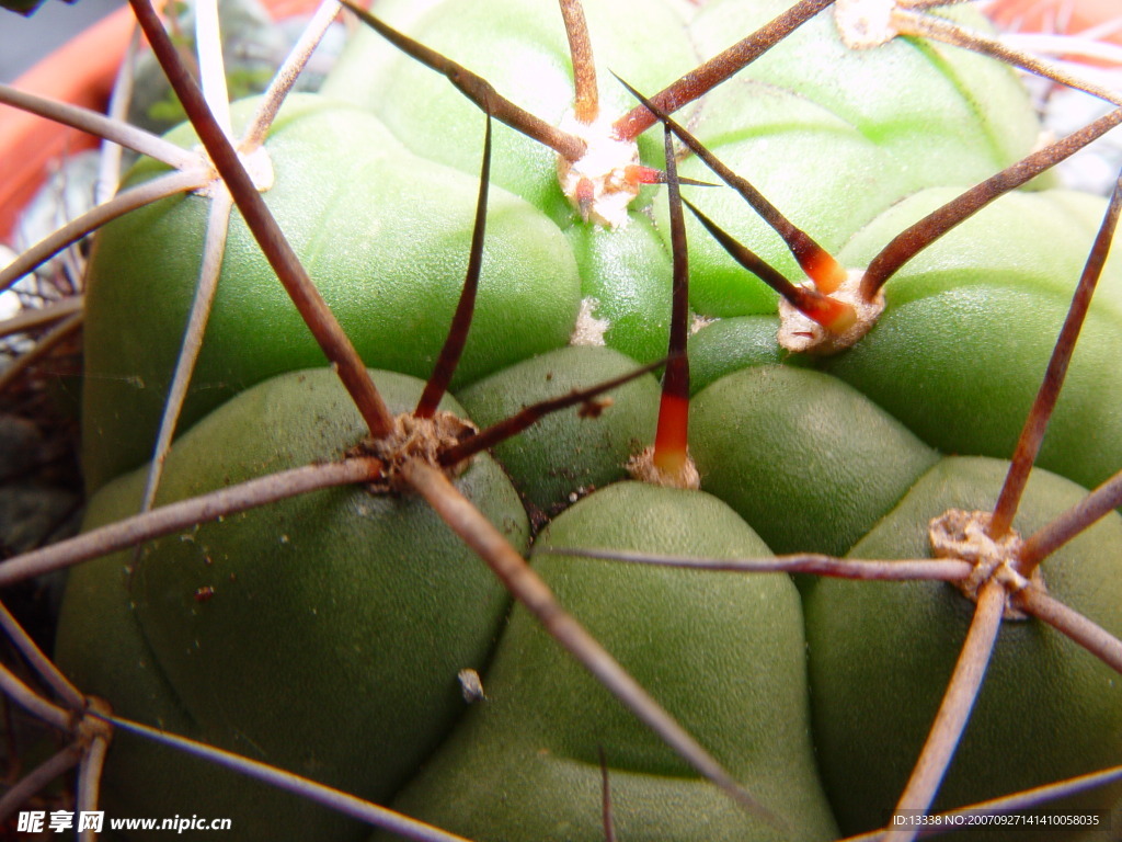 cactus 仙人掌