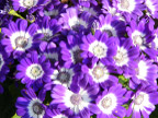 flower 花