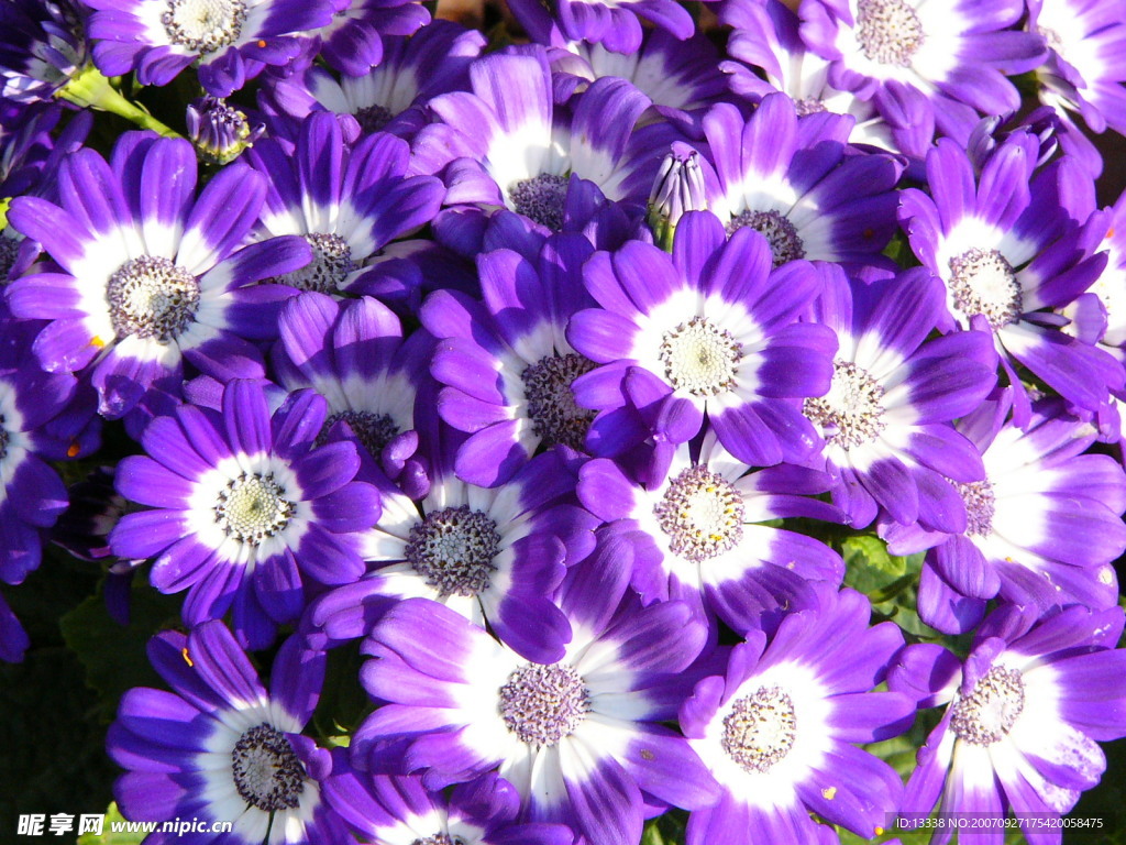 flower 花