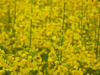 flower 花
