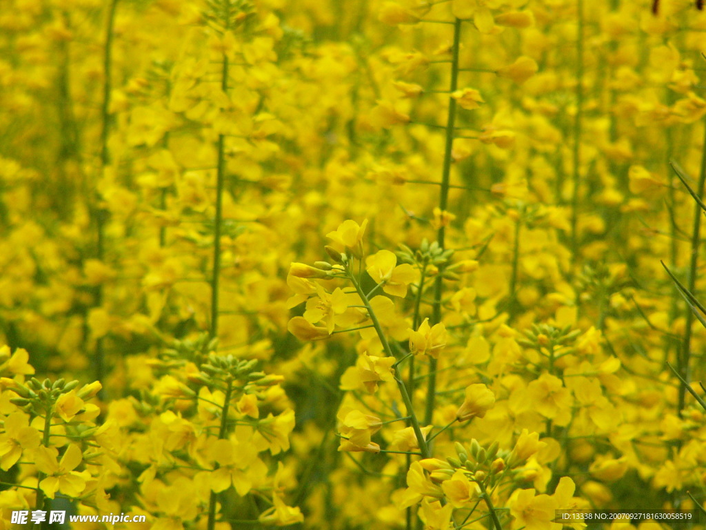 flower 花