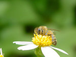 蜜蜂