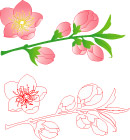 桃花