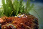 透明虾子(海葵虾)