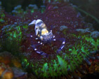 透明虾子(海葵虾)