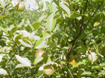 江南特产能榨茶油的茶子果