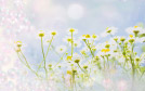 梦幻花卉