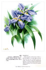 曾孝濂《中国云南百花图》（97幅）