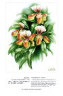 曾孝濂《中国云南百花图》（97幅）