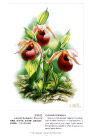 曾孝濂《中国云南百花图》（97幅）
