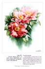 曾孝濂《中国云南百花图》（97幅）