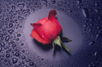 玫瑰花