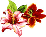 矢量鲜花03