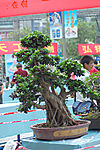 盆景1