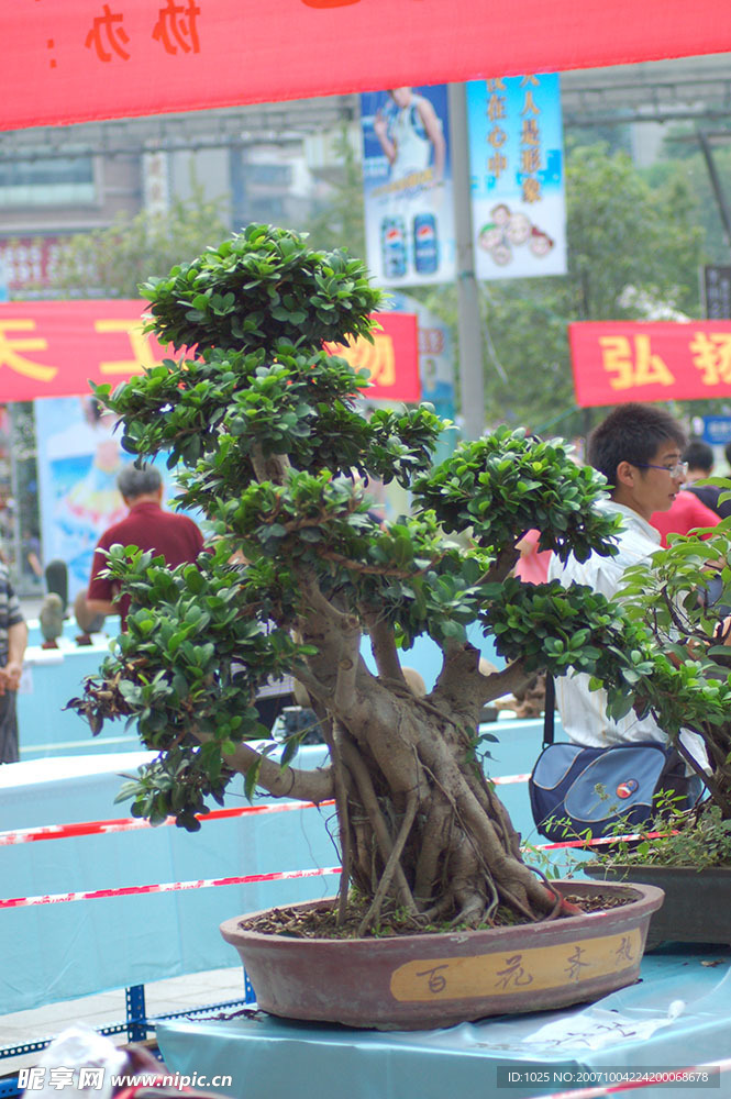 盆景1