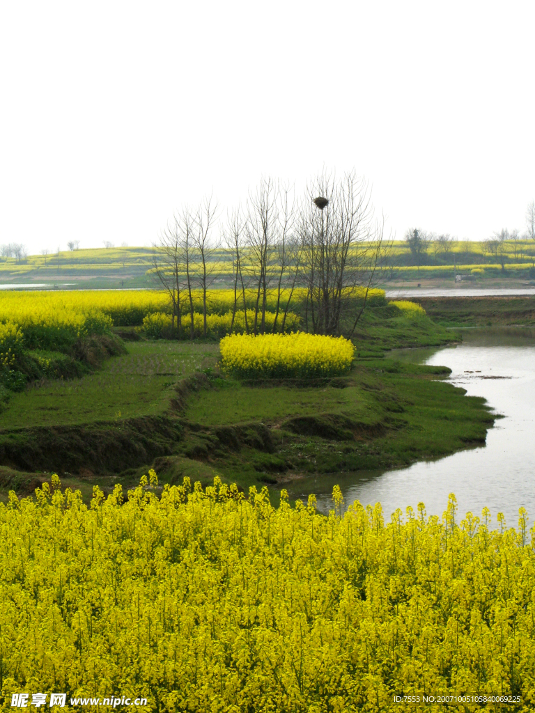 水乡油菜