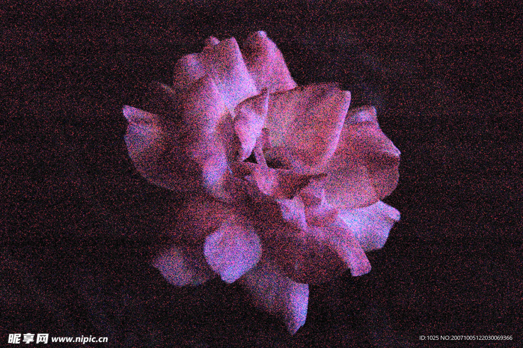 夜色下的月季花
