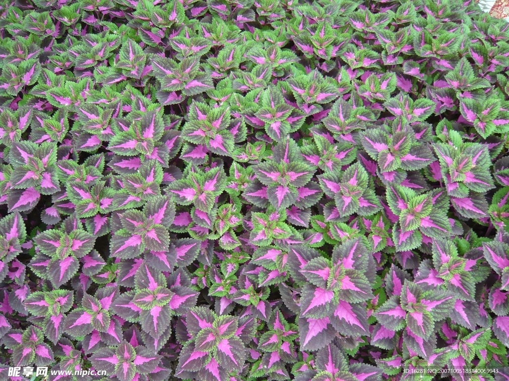 植锦