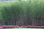 河对岸的那片竹林