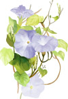 花纹